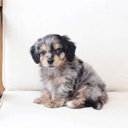 Benji/Dachshund Mix									Puppy/Male																/7 Weeks,To contact the breeder about this puppy, click on the “View Breeder Info” tab above.
