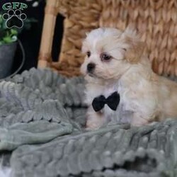 Hemi/Teddy Bear									Puppy/Male	/12 Weeks,To contact the breeder about this puppy, click on the “View Breeder Info” tab above.