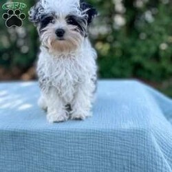 Tundra/Yorkie Poo									Puppy/Male	/20 Weeks,Meet Tundra. He is an adorable tiny puppy. Mom Mitzi is a yorkiepoo and weighs around 5 lbs. Dad is a mini poodle and weighs around 5 lbs as well. Tundra is well socialized and is very friendly and loves to be cuddled. He is up to date on shots and deworming. He was checked out by our vet from head to toe. Give us a call if you have any questions about Tundra or would like to adopt him. 