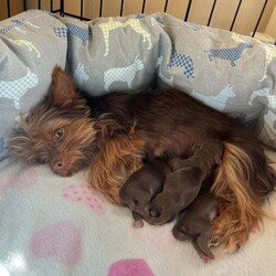 3 Beautiful purebred miniature chocolate brown female puppies/Yorkshire Terrier/Female/6 weeks,Meet our beautiful litter of puppies, bursting with energy and health! These little ones are being raised in a loving environment, ensuring they're well-socialised and ready to become cherished members of your family. Both parents will be able to be viewed with the puppies.

