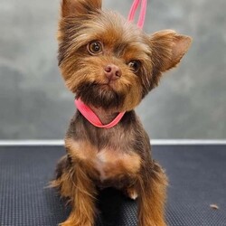 3 Beautiful purebred miniature chocolate brown female puppies/Yorkshire Terrier/Female/6 weeks,Meet our beautiful litter of puppies, bursting with energy and health! These little ones are being raised in a loving environment, ensuring they're well-socialised and ready to become cherished members of your family. Both parents will be able to be viewed with the puppies.
