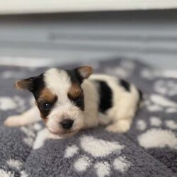  Biwer York terrier /Biewer Terrier/Female/4 weeks,Hello beautiful 5 girls and 1 boy are looking for a new home.  They are going to adopt 07 June  .Mum and Dad can be seen .

