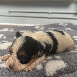  Biwer York terrier /Biewer Terrier/Female/4 weeks,Hello beautiful 5 girls and 1 boy are looking for a new home.  They are going to adopt 07 June  .Mum and Dad can be seen .
