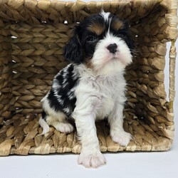 Sean/Cavalier King Charles Spaniel/Male/6 weeks Adopt a dog:Sean/Cavalier King Charles Spaniel/Male/6 weeks,Hi, I'm Sean! I'm a 6-week-old male Cavalier King Charles Spaniel with a beautiful black & white coat, born on March 23, which makes me an Aries sign. I'll be ready to go home to my forever family after May 23, once I'm grown enough to leave my litter. When I reach my adult size, I should weigh between 13–18 lbs. I'm AKC registered. I have a lifetime experience of being cute. I've been a cutie since the day I was born! My fur is unlike any other and my cute face has been known to melt a heart or two.