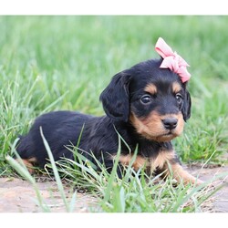 Adopt a dog:Lola/Dachshund/Female/5 weeks,Hi, I'm Lola! I'm a 5-week-old female Dachshund with a beautiful black & tan coat, born on March 29, which makes me an Aries sign. I'll be ready to go home to my forever family after May 24, once I'm grown enough to leave my litter. I'm NAPR registered. Ladies and gentlemen, when it comes to picking a puppy, there is no other choice than me.