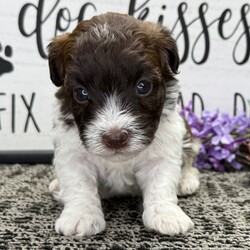 Zyrus/Havanese/Male/5 weeks Adopt a dog:Zyrus/Havanese/Male/5 weeks,Hi, I'm Zyrus! I'm a 5-week-old male Havanese with a beautiful chocolate coat, born on March 29, which makes me an Aries sign. I'll be ready to go home to my forever family after May 24, once I'm grown enough to leave my litter. When I reach my adult size, I should weigh between 7–13 lbs. I'm AKC registered. I'm ready to be your little ball of love and joy.