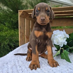 Luna/Doberman Pinscher/Female/9 weeks Adopt a dog:Luna/Doberman Pinscher/Female/9 weeks,Hi, I'm Luna! I'm a 9-week-old female Doberman Pinscher with a beautiful red & rust coat, born on March 7, which makes me a Pisces pup. I am ready now to plan my trip to my forever family. Once I reach my adult size, I'm expected to weigh between 60–90 lbs. I'm AKC registered. We can shop for puppy toys together, take long walks or just stay at home watch a good movie on TV.