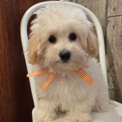 Zipper/Maltipoo/Male/18 weeks Adopt a dog:Zipper/Maltipoo/Male/18 weeks,Hi, I'm Zipper! I'm an 18-week-old male Maltipoo with a beautiful cream coat, born on December 30, which makes me a Capricorn pup. I am ready now to plan my trip to my forever family. Once I reach my adult size, I'm expected to weigh between 5–7 lbs. I'm ready to bring my fluffy love and puppy kisses into your life.
