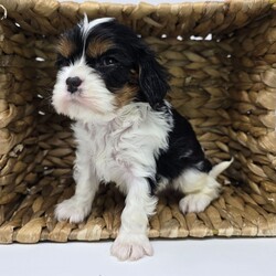 Sean/Cavalier King Charles Spaniel/Male/6 weeks Adopt a dog:Sean/Cavalier King Charles Spaniel/Male/6 weeks,Hi, I'm Sean! I'm a 6-week-old male Cavalier King Charles Spaniel with a beautiful black & white coat, born on March 23, which makes me an Aries sign. I'll be ready to go home to my forever family after May 23, once I'm grown enough to leave my litter. When I reach my adult size, I should weigh between 13–18 lbs. I'm AKC registered. I have a lifetime experience of being cute. I've been a cutie since the day I was born! My fur is unlike any other and my cute face has been known to melt a heart or two.