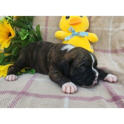 Eddie/Boxer/Male/5 weeks Adopt a dog:Eddie/Boxer/Male/5 weeks,Hi, I'm Eddie! I'm a 5-week-old male Boxer with a beautiful brindle coat, born on March 30, which makes me an Aries sign. I'll be ready to go home to my forever family after May 25, once I'm grown enough to leave my litter. When I reach my adult size, I should weigh between 65–80 lbs. I'm AKC registered. I'm the kind of friend who will always be there—especially during snack time.