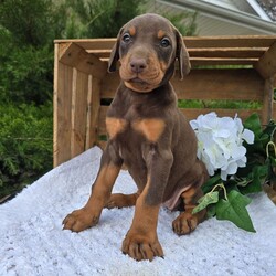 Luna/Doberman Pinscher/Female/9 weeks Adopt a dog:Luna/Doberman Pinscher/Female/9 weeks,Hi, I'm Luna! I'm a 9-week-old female Doberman Pinscher with a beautiful red & rust coat, born on March 7, which makes me a Pisces pup. I am ready now to plan my trip to my forever family. Once I reach my adult size, I'm expected to weigh between 60–90 lbs. I'm AKC registered. We can shop for puppy toys together, take long walks or just stay at home watch a good movie on TV.
