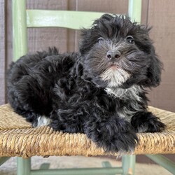 Adopt a dog:Tina/Havapoo/Female/10 weeks,Hi, I'm Tina! I'm a 10-week-old female Havapoo with a beautiful black coat, born on February 22, which makes me a Pisces pup. I am ready now to plan my trip to my forever family. Once I reach my adult size, I'm expected to weigh between 10–14 lbs. My bags are packed because my breeder told me that I am going to go start the adventure of my life with my forever family.