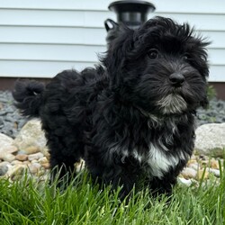 Adopt a dog:Tina/Havapoo/Female/10 weeks,Hi, I'm Tina! I'm a 10-week-old female Havapoo with a beautiful black coat, born on February 22, which makes me a Pisces pup. I am ready now to plan my trip to my forever family. Once I reach my adult size, I'm expected to weigh between 10–14 lbs. My bags are packed because my breeder told me that I am going to go start the adventure of my life with my forever family.
