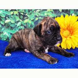 Kolton/Boxer/Male/4 weeks Adopt a dog:Kolton/Boxer/Male/4 weeks,Hi, I'm Kolton! I'm a 4-week-old male Boxer with a beautiful brindle coat, born on April 5, which makes me an Aries sign. I'll be ready to go home to my forever family after May 31, once I'm grown enough to leave my litter. When I reach my adult size, I should weigh between 65–80 lbs. I'm AKC registered. I'm ready to sprinkle a little bit of joy into your life.