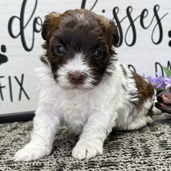 Zyrus/Havanese/Male/5 weeks Adopt a dog:Zyrus/Havanese/Male/5 weeks,Hi, I'm Zyrus! I'm a 5-week-old male Havanese with a beautiful chocolate coat, born on March 29, which makes me an Aries sign. I'll be ready to go home to my forever family after May 24, once I'm grown enough to leave my litter. When I reach my adult size, I should weigh between 7–13 lbs. I'm AKC registered. I'm ready to be your little ball of love and joy.