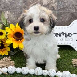 Adopt a dog:Sunrise/Havanese/Male/9 weeks,Hi, I'm Sunrise! I'm a 9-week-old male Havanese with a beautiful gold sable coat, born on March 5, which makes me a Pisces pup. I am ready now to plan my trip to my forever family. Once I reach my adult size, I'm expected to weigh between 7–13 lbs. I'm AKC registered. I'm all set to fill your days with laughter and your nights with snuggles.