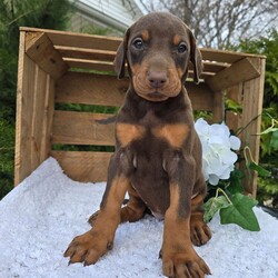 Luna/Doberman Pinscher/Female/9 weeks Adopt a dog:Luna/Doberman Pinscher/Female/9 weeks,Hi, I'm Luna! I'm a 9-week-old female Doberman Pinscher with a beautiful red & rust coat, born on March 7, which makes me a Pisces pup. I am ready now to plan my trip to my forever family. Once I reach my adult size, I'm expected to weigh between 60–90 lbs. I'm AKC registered. We can shop for puppy toys together, take long walks or just stay at home watch a good movie on TV.