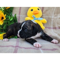 Eddie/Boxer/Male/5 weeks Adopt a dog:Eddie/Boxer/Male/5 weeks,Hi, I'm Eddie! I'm a 5-week-old male Boxer with a beautiful brindle coat, born on March 30, which makes me an Aries sign. I'll be ready to go home to my forever family after May 25, once I'm grown enough to leave my litter. When I reach my adult size, I should weigh between 65–80 lbs. I'm AKC registered. I'm the kind of friend who will always be there—especially during snack time.