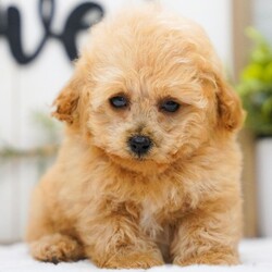 Theo/Poodle/Male/10 weeks Adopt a dog:Theo/Poodle/Male/10 weeks,Hi, I'm Theo! I'm a 10-week-old male Poodle with a beautiful apricot coat, born on February 26, which makes me a Pisces sign. I'll be ready to go home to my forever family after April 24, once I'm grown enough to leave my litter. I'm UABR registered. My love for you will be as boundless as my puppy energy.