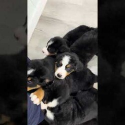 Claire/Bernese Mountain Dog									Puppy/Female	/7 Weeks,Meet Claire! This adorable Bernese Mountain Dog is looking for a forever family! 