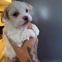 Bichon puppies /Bichon Frise/Female/10 weeks,Gorgeous Bichon female puppy for sale. She is eating and drinking well. Ready to find a new home. Mum Bichon Frise , Dad Bichon Maltes. 