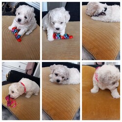 Bichon Frise /Bichon Frise/Female/4 weeks,Hello. Bichon Frise with documents. Boys and girls. Non-allergic to humans. No smell. Friendly, sweet. Will be able to travel to new homes on June 15th. 