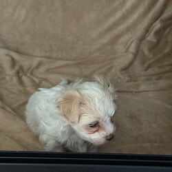 Bichon puppies /Bichon Frise/Female/10 weeks,Gorgeous Bichon female puppy for sale. She is eating and drinking well. Ready to find a new home. Mum Bichon Frise , Dad Bichon Maltes. 