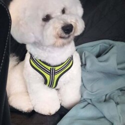 Bichon Frise /Bichon Frise/Female/4 weeks,Hello. Bichon Frise with documents. Boys and girls. Non-allergic to humans. No smell. Friendly, sweet. Will be able to travel to new homes on June 15th. 