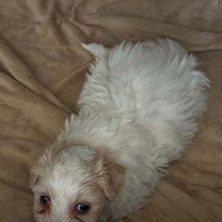 Bichon puppies /Bichon Frise/Female/10 weeks,Gorgeous Bichon female puppy for sale. She is eating and drinking well. Ready to find a new home. Mum Bichon Frise , Dad Bichon Maltes. 