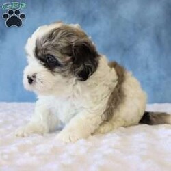 Bear/Shih-Poo									Puppy/Male	/7 Weeks,Meet Bear he is a Handsome and energetic little boy All his vaccinations and dewormings are up to date he will be examined by a veterinarian all paperwork will be provided he is socialized and loves to be around people he is very Healthy and ready for his new adventure. To make the transition easier, a 32oz bag of puppy food and a blanket will also be Provided. Feel free to call or text for additional information and find out if his personality would be a fit for you and your family.