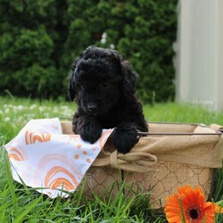Buster/Mini Labradoodle									Puppy/Male	/April 16th, 2025,Buster is looking for a loving forever home! This sweet little pup is the perfect blend of a Labrador Retriever and a Miniature Poodle (F1b), offering a friendly, affectionate personality with a soft, wavy, low-shedding coat—ideal for families with allergies. With a sire of 17 pounds, and a 22 pound dam, this puppy is expected to weigh between 15 and 25 pounds full-grown, making him a great size for both apartment living and larger homes. Raised with love and socialized with children and other pets, this pup is playful, intelligent, and already showing great potential for easy training.