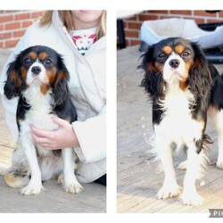 Roxy/Cavalier King Charles Spaniel									Puppy/Female	/April 17th, 2025,Roxy is one of 5 in her litter , her approximate adult weight is 18 to 20 pounds , she is sweet ,and  loves playing with kids . 