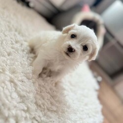 Bichon Maltese miny toy /Bichon Frise/Female/9 weeks,Hello I’m selling this beautiful puppy he’s 5 weeks and 4 days old he is eating solid and soft food 
