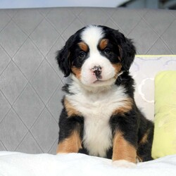 Sheldon/Bernese Mountain Dog									Puppy/Male	/7 Weeks,Meet Sheldon, a socialized Bernese Mountain Dog puppy that is being family raised. This sweet pup is vet checked and up to date on shots & wormer plus the breeder provides a 1-year genetic health guarantee for him. And, Sheldon can be registered with the AKC. To learn more about this very adorable pooch, call the breeder today!