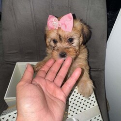 Shih -Tzu and Bichon pups /Bichon Frise/Female/9 weeks,Hello here I present you my Bella’s puppies ! They wonderful, smart , playful , perfect for families with children or if you just need a lap dog as your best companion they are the perfect choice ! Mother is bichon with shihtzu mixed and father is pure breed shihtzu with pedigree . Both parents very healthy never been sick ! For more info please contact me .