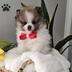 Knox/Pomeranian									Puppy/Male	/8 Weeks,Hi there!!  Meet Knox …he is an adorable little fluff ball that will make the perfect addition to your family. He is sweet, smart and friendly and so eager to please. His adult guestimated weight is around 6 pounds. Both parents are super sweet n weigh around 5/6 pounds as well. If you would like to set up an appointment to meet or adopt this little gem please text or call barb. A non refundable deposit of a hundred and fifty dollars will hold a puppy for you. Best time to reach me.Is monday through saturday.