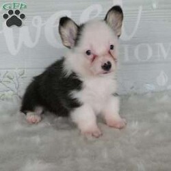 Jack/Pembroke Welsh Corgi									Puppy/Male	/7 Weeks,Meet Jack, the Charming Welsh Corgi! This lovable pup brings a perfect balance of playful energy and calm cuddles to your home. With his fluffy coat and sweet disposition, Jack is ideal for cozy evenings or gentle romps in the yard. He comes with a 1-year genetic health guarantee for added peace of mind. Welcome Jack into your family today! Contact us today for an opportunity to share your life with Jack and for any updated pictures and videos. All Sunday calls will be returned on Monday.