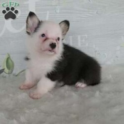 Jack/Pembroke Welsh Corgi									Puppy/Male	/7 Weeks,Meet Jack, the Charming Welsh Corgi! This lovable pup brings a perfect balance of playful energy and calm cuddles to your home. With his fluffy coat and sweet disposition, Jack is ideal for cozy evenings or gentle romps in the yard. He comes with a 1-year genetic health guarantee for added peace of mind. Welcome Jack into your family today! Contact us today for an opportunity to share your life with Jack and for any updated pictures and videos. All Sunday calls will be returned on Monday.