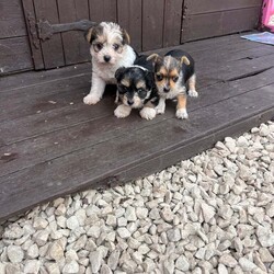Jack Russel puppies /Jack Russell/Female/8 weeks,We got loving Jack Russels what have had puppies we want to ensures that are puppies go to a loving and suitable home. They are very good with children and playful puppies they have been wormed and fleed 