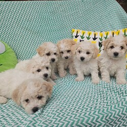 Bichon frise /Bichon Frise/Female/6 weeks,Bichon frise for sale. 4 boys and 2 girls. puppies will be ready on July 5th, puppies are trained to outside and on mats, they are happy and full of energy.