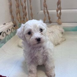 Maltese bison looking for a loving family girls 650 and boys 550/Bichon Frise/Female/3 months,5 girls and 2 boys we are looking for families the price for the girls  they are almost 2 months old is 650 and for the boy 550 he has no vaccines .. I am ready to go.