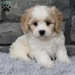 Murphy/Cavachon									Puppy/Male	/7 Weeks,I offer a one year health guarantee. Up to date on shots and dewormings. I’m looking for a loving indoor home. Murphy mom is a bichon and weighs 15 pounds dad is a cavalier and weighs 12 pounds. Murphy is well socialized and loves attention. He is great with kids and other pets. Shipping options are available anywhere in the US. All Sunday calls are returned on Mondays. Thanks Jon