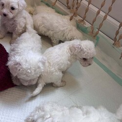 Maltese bison looking for a loving family girls 650 and boys 550/Bichon Frise/Female/3 months,5 girls and 2 boys we are looking for families the price for the girls  they are almost 2 months old is 650 and for the boy 550 he has no vaccines .. I am ready to go.