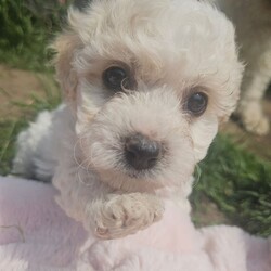 Bichon frise /Bichon Frise/Female/6 weeks,Bichon frise for sale. 4 boys and 2 girls. puppies will be ready on July 5th, puppies are trained to outside and on mats, they are happy and full of energy.