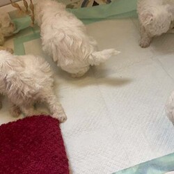Maltese bison looking for a loving family girls 650 and boys 550/Bichon Frise/Female/3 months,5 girls and 2 boys we are looking for families the price for the girls  they are almost 2 months old is 650 and for the boy 550 he has no vaccines .. I am ready to go.