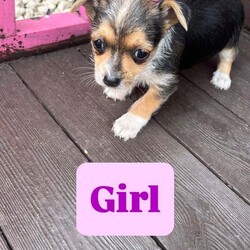 Jack Russel puppies /Jack Russell/Female/8 weeks,We got loving Jack Russels what have had puppies we want to ensures that are puppies go to a loving and suitable home. They are very good with children and playful puppies they have been wormed and fleed 