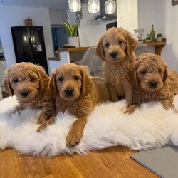 Stunning Miniature red Goldendoodle Pups /Goldendoodle/Female/3 months,Absolutely stunning miniture Golden Doodles  4 Boys still available