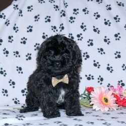 Prince/Shih-Poo									Puppy/Male	/12 Weeks,Prince is a precious Shih-Poo puppy available to a forever family! This sweet boy is so soft and snuggly! Prince will come home with a health guarantee provided by the breeders, plus has been seen by a vet and is up to date on shots and de-wormer. This cutie is being raised by a family with children. He is socialized and ready to make your acquaintance! Call Michael and Janita Zimmerman today for more information and to schedule your visit!