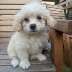 Bichon Frise Puppies available now./Bichon Frise/Female/9 weeks,Bichon Frise puppies now available and ready to leave , born on the 1st May 2025, now 8 weeks old.