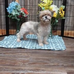 Buttons/Shih Tzu									Puppy/Female	/9 Weeks,Meet Buttons! This adorable Shih Tzu puppy is vet checked and up to date on shots & wormer. Buttons is registered, plus comes with a health guarantee provided by the breeder! Buttons is well socialized & currently being family raised with children! If you would like more information on this sweetheart, please contact Glenn & Miriam Fox today!